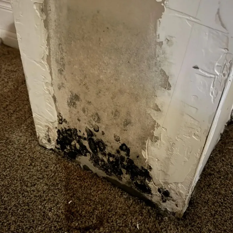 Professional Mold Removal in Delavan, IL